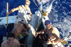 500lb-Blue-Marlin