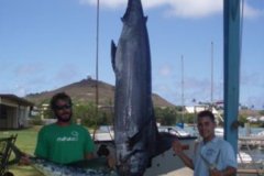 Blue-Marlin-4